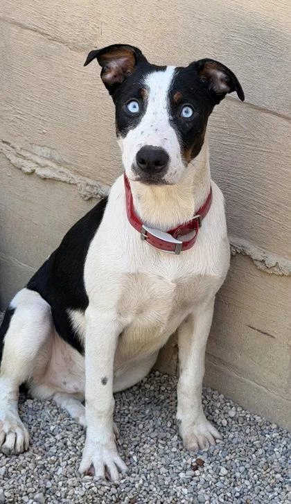 A young medium-sized male Australian Cattle Dog / Blue Heeler dog named BooBoo for adoption in Lake City, MI