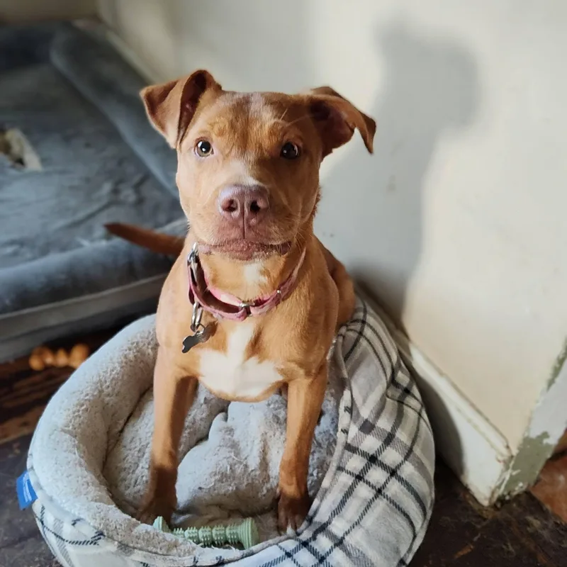 An adult medium-sized female Vizsla dog named Dana for adoption in Huntingdon, PA