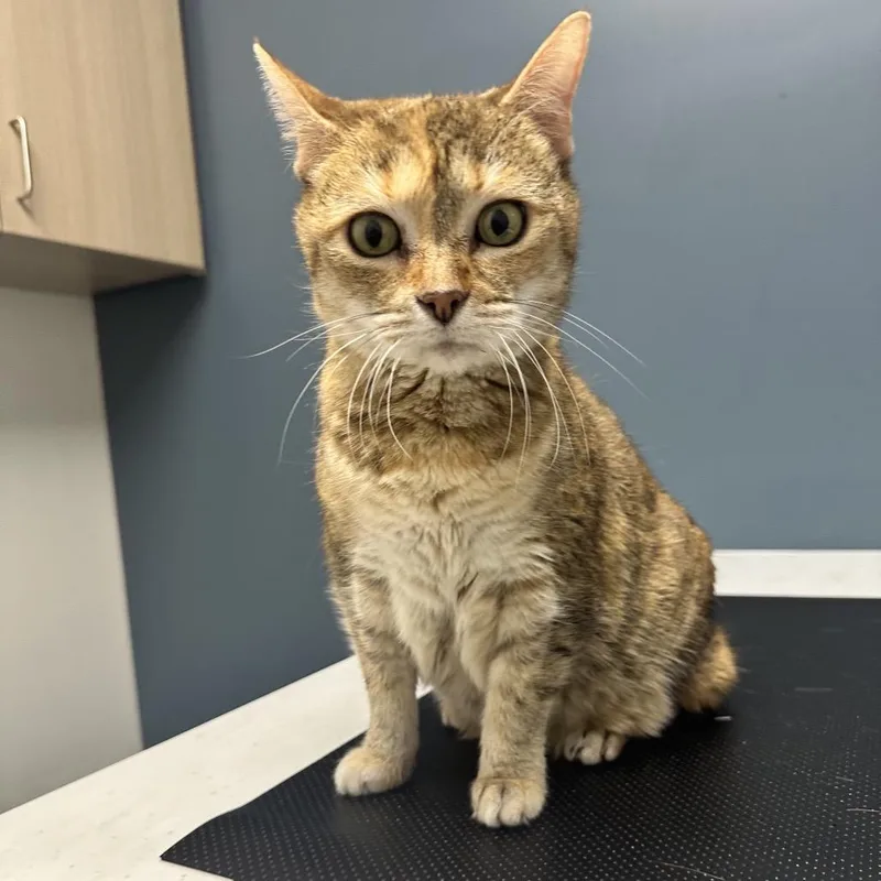 Miss Annie thumbnail 2