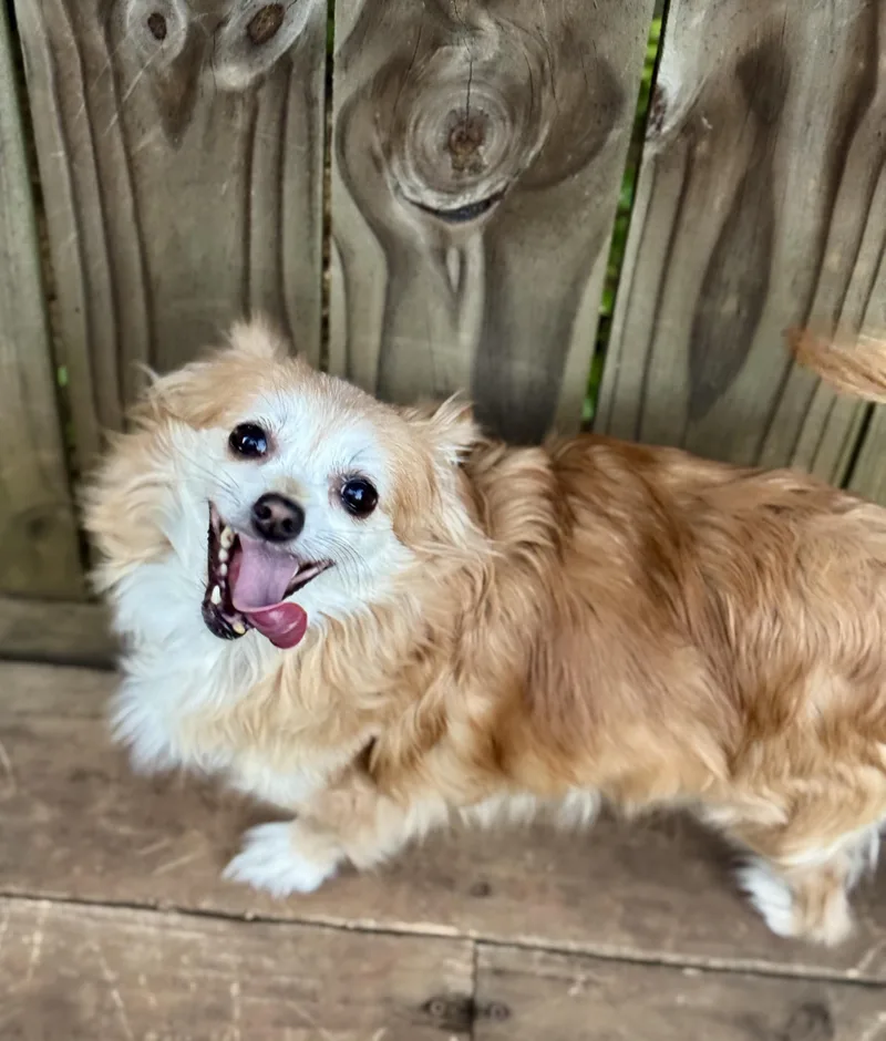 An adult small-sized female Red / Chestnut / Orange Pomeranian dog named Lorelai for adoption in Atlanta, GA