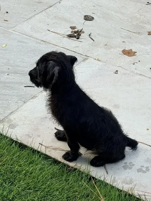 A baby medium-sized male Poodle dog named Patagonia for adoption in Cumming, GA