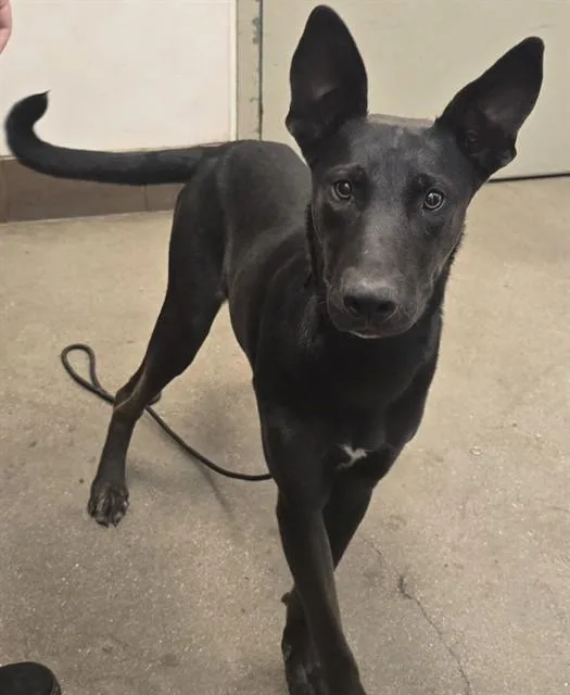 Bat