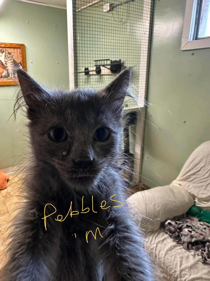 A young medium-sized male Gray / Blue / Silver Domestic Short Hair cat named Pebbles for adoption in Stover, MO