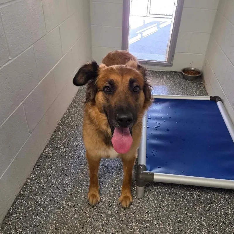 An adult large-sized female German Shepherd Dog dog named Bailey for adoption in Parkersburg, WV
