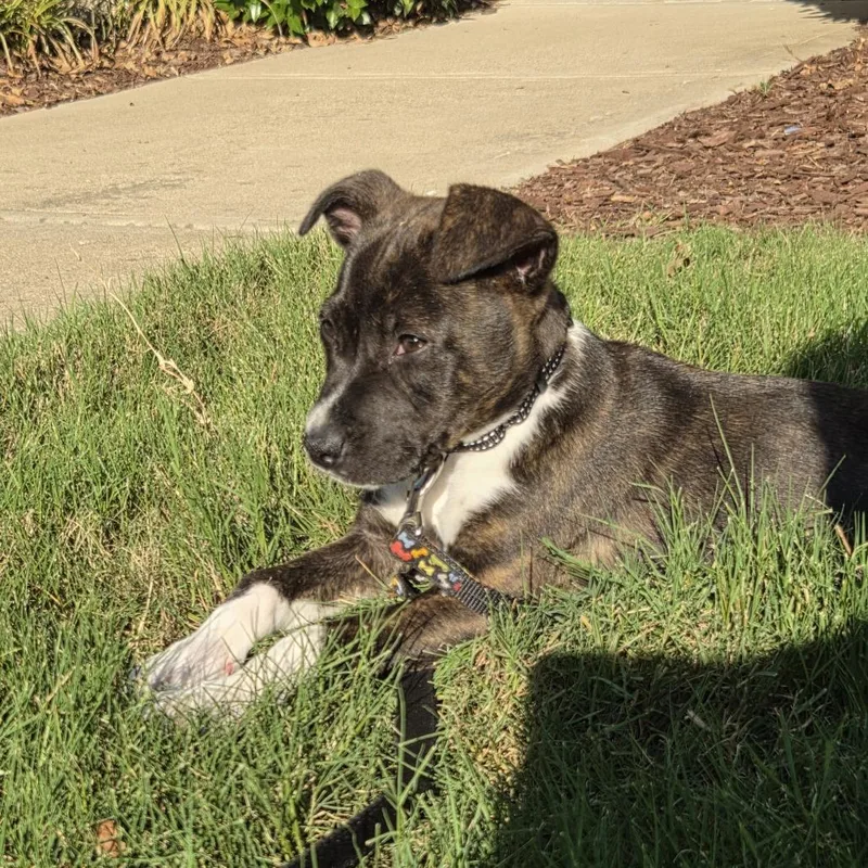 A baby small-sized female Brindle Mixed Breed dog named Rory for adoption in Raleigh, NC