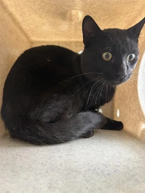 A young medium-sized male Domestic Short Hair cat named Butler for adoption in Lancaster, CA