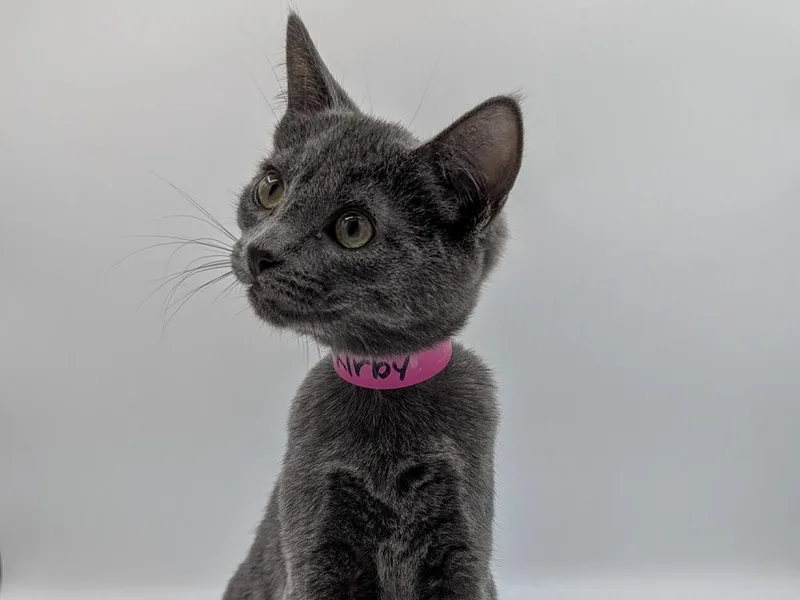 A baby small-sized female Domestic Short Hair cat named Kirby for adoption in Powell, OH