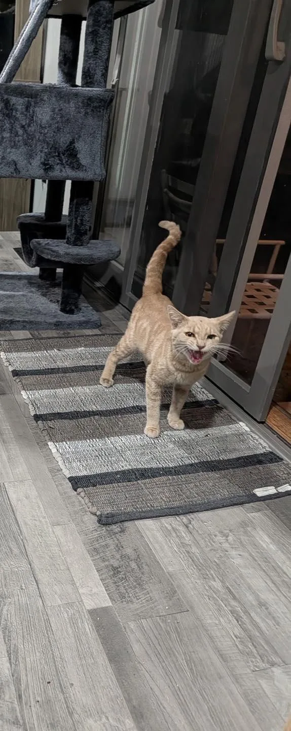 A young medium-sized male Orange / Red Domestic Short Hair cat named Theo Von for adoption in Crown Point, IN