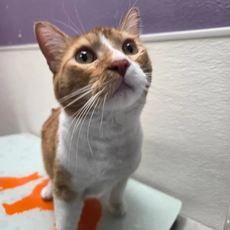 An adult large-sized male Orange / Red Domestic Short Hair cat named Wobbles for adoption in Albuquerque, NM