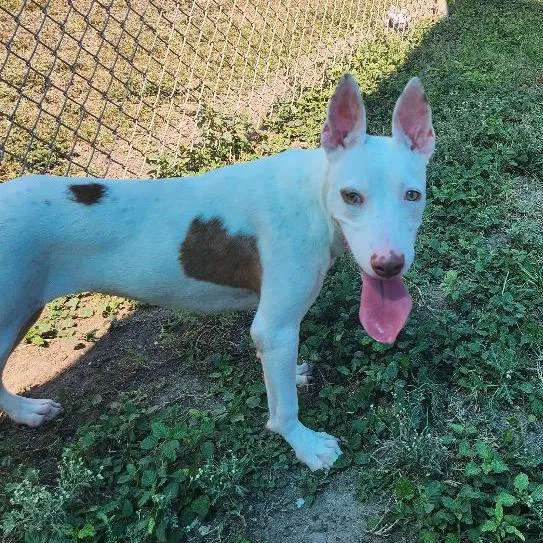 A young medium-sized female White / Cream Terrier dog named Liberty for adoption in Corpus Christi, TX