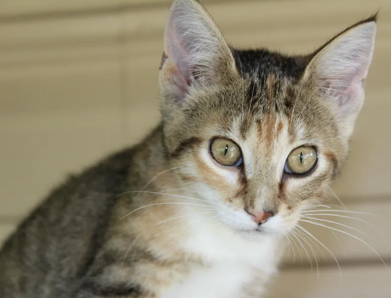 A young medium-sized female Tabby (Tiger Striped) Domestic Short Hair cat named Knickers for adoption in Huron, SD