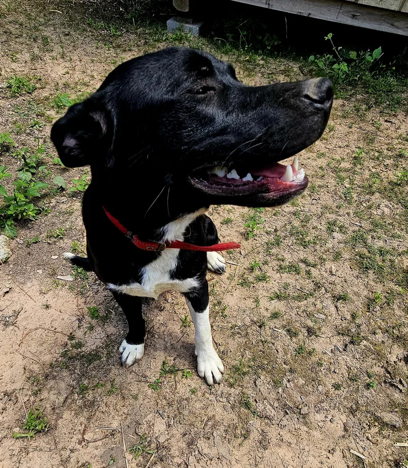A young medium-sized male Black Labrador Retriever dog named Paxton for adoption in Magnolia, TX