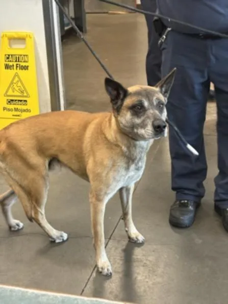An adult medium-sized male German Shepherd Dog dog named Ringo for adoption in Chatsworth, CA