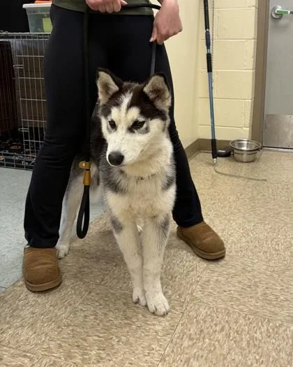 A baby medium-sized female Husky dog named Zara for adoption in Hamilton, NJ