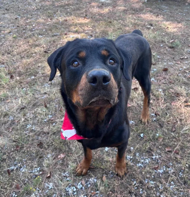 An adult large-sized male Rottweiler dog named Chester for adoption in Little Rock, AR