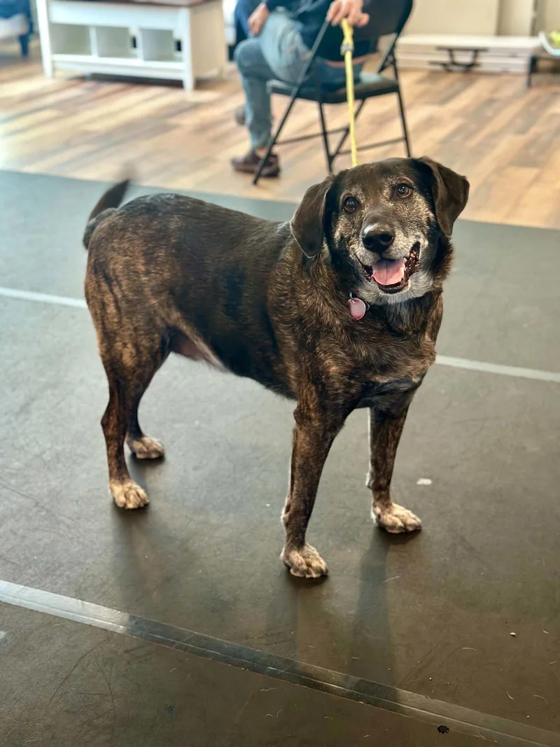 Taz