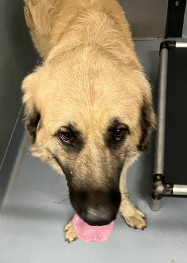 A young extra large-sized male Mastiff dog named Bo for adoption in Cartersville , GA