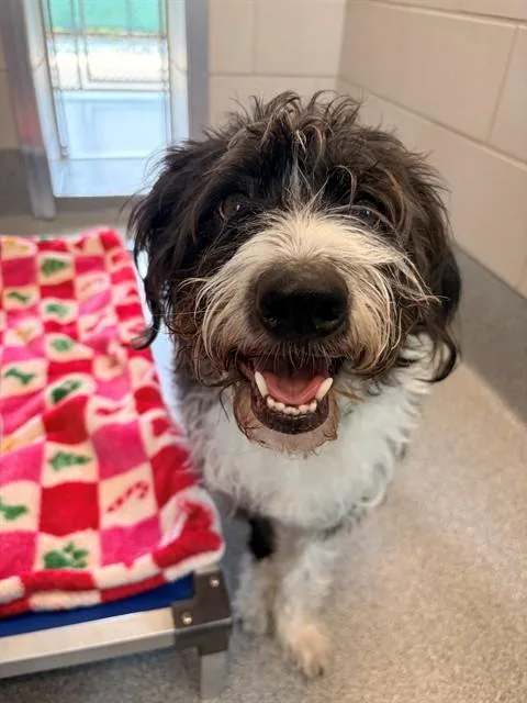 An adult medium-sized male Fox Terrier dog named Rocky for adoption in Leesburg, VA