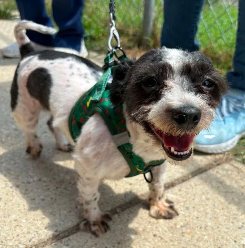 A young small-sized male Tricolor (Brown, Black, & White) Maltese dog named David Spade for adoption in Silver Spring, MD