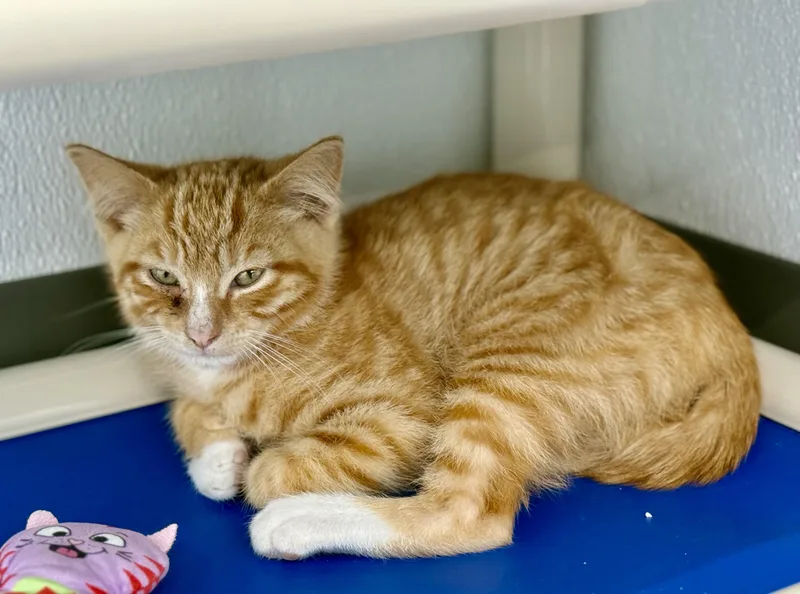 A baby small-sized male Orange & White Domestic Short Hair cat named Abe for adoption in Kalamazoo, MI