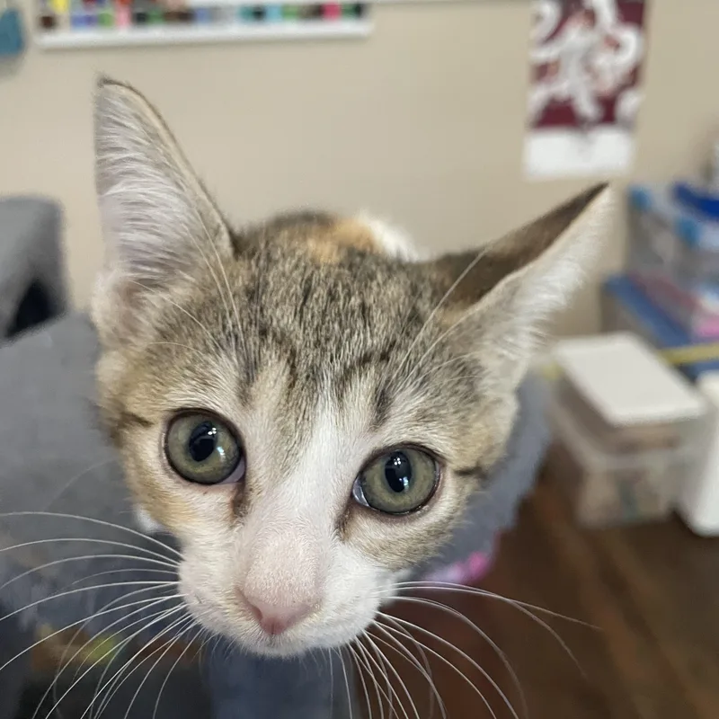 A baby medium-sized female Torbie Domestic Short Hair cat named Jackie Treehorn for adoption in Bryan, TX