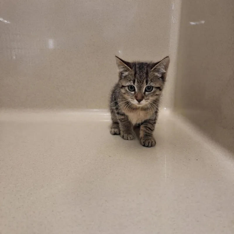 A baby medium-sized female Domestic Short Hair cat named Tris for adoption in Gautier, MS