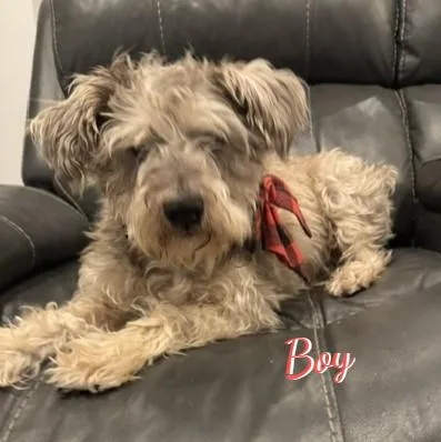 A young small-sized male Wheaten Terrier dog named Boy scruffyterrier for adoption in Houston, TX