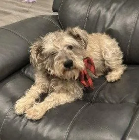 Boy scruffyterrier thumbnail 2