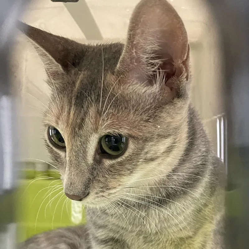 A young small-sized female Gray / Blue / Silver Domestic Short Hair cat named Chiquita for adoption in Edinburg, TX