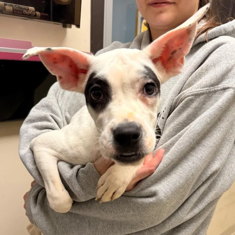 A young large-sized female White / Cream Mixed Breed dog named Piper Chapman for adoption in Red House, WV