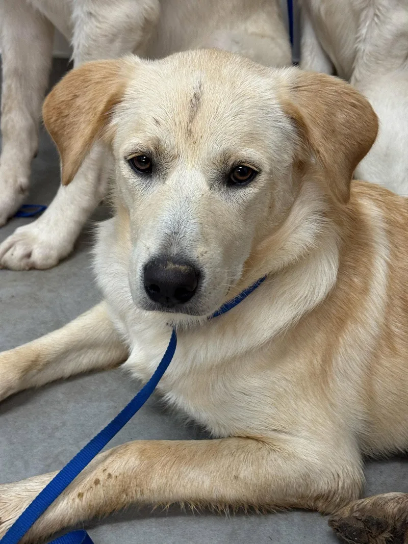 A young medium-sized female Yellow Labrador Retriever dog named Honey for adoption in Gun Barrel City, TX