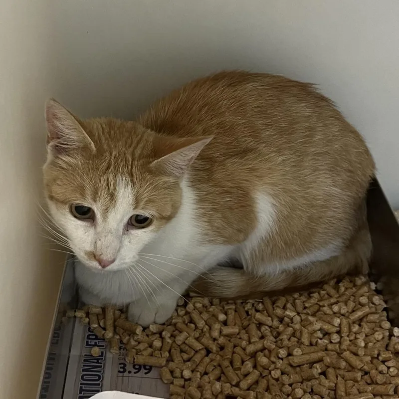 A young medium-sized female Orange / Red Domestic Short Hair cat named Daisy for adoption in Harrisonburg, VA