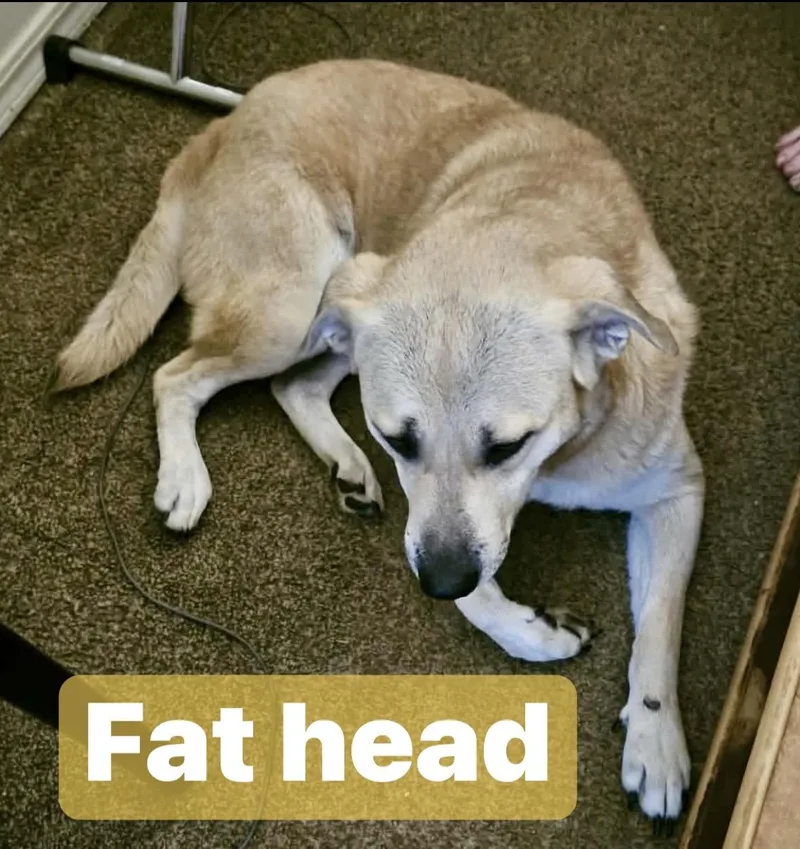 An adult large-sized male Apricot / Beige Retriever dog named Fat Head for adoption in Noble, OK
