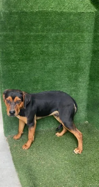 A young medium-sized male Rottweiler dog named Maddox for adoption in Lancaster, CA
