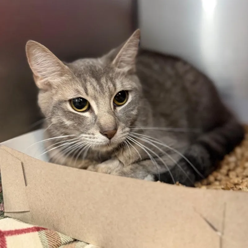 A young medium-sized female Gray / Blue / Silver Domestic Short Hair cat named Lola for adoption in Perkiomenville, PA
