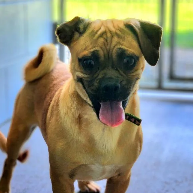 An adult small-sized male Pug dog named Fusion for adoption in New Philadelphia, OH