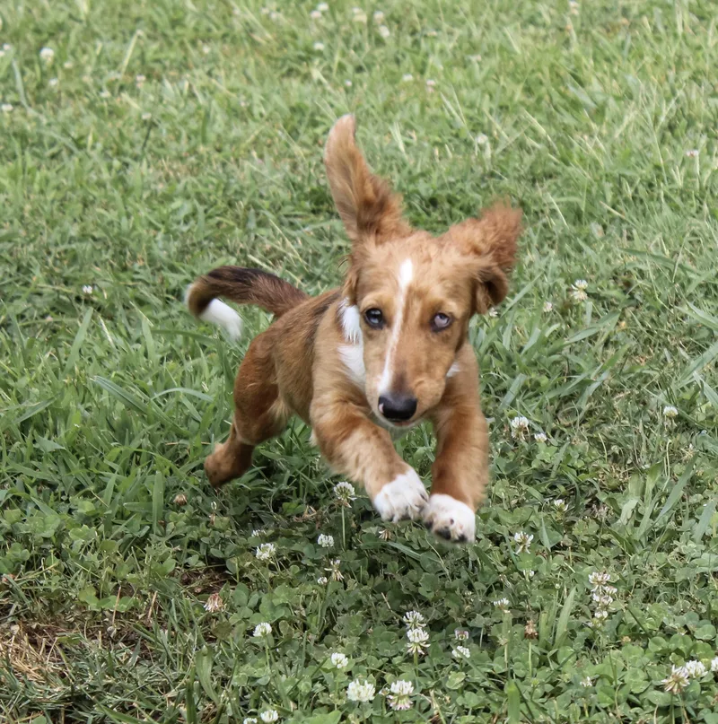A young small-sized female Red / Chestnut / Orange Dachshund (Miniature Long Haired) dog named Hera for adoption in Neosho, MO