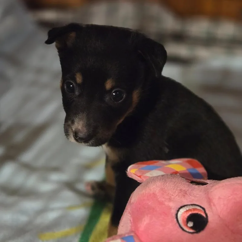 Evie