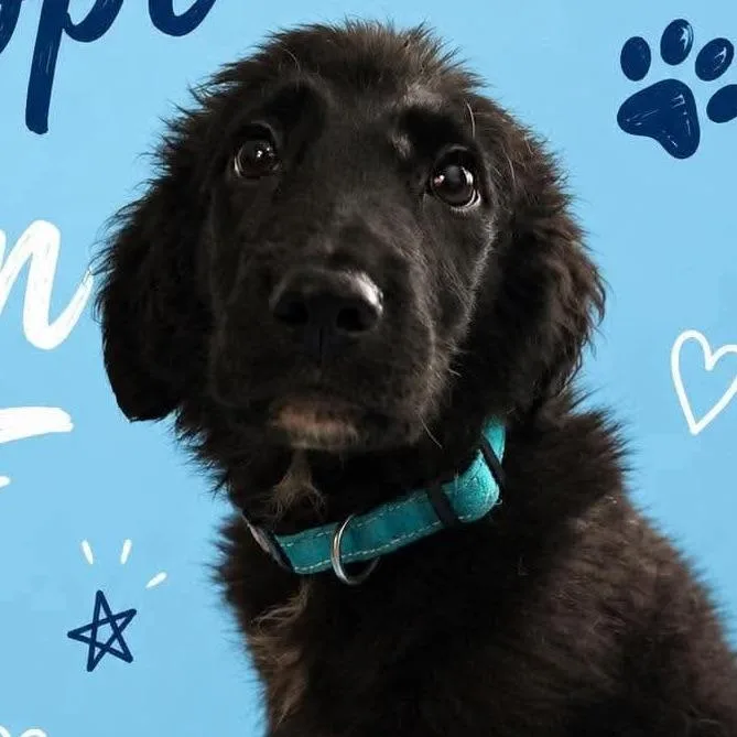 A baby large-sized male Black Labrador Retriever dog named Sven for adoption in Farmersville, OH
