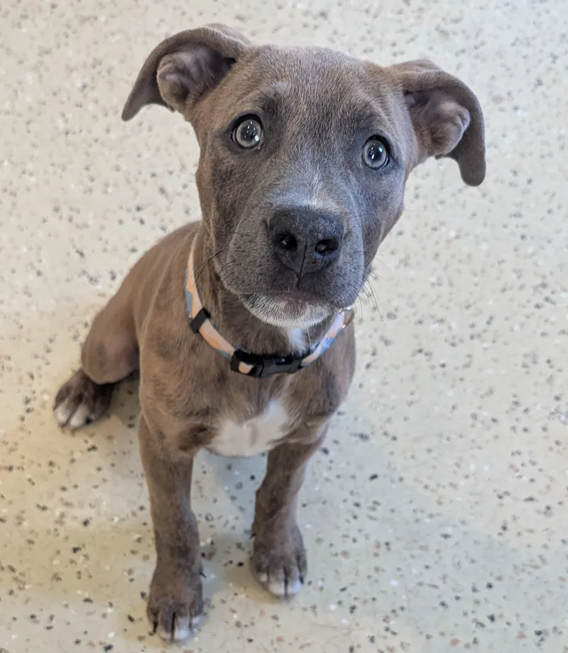 A baby medium-sized female Mixed Breed dog named Stormi for adoption in Fenton, MI