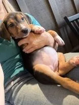 A young medium-sized female Black Hound dog named Spring for adoption in Cashiers, NC