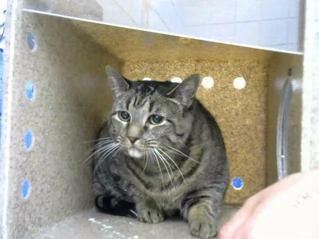 An adult medium-sized female Domestic Short Hair cat named Xenovia for adoption in Albuquerque, NM