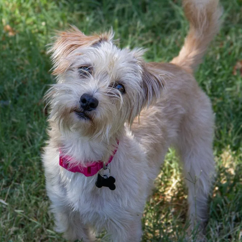 An adult small-sized female Yellow / Tan / Blond / Fawn Terrier dog named Abby Lee for adoption in Wichita, KS