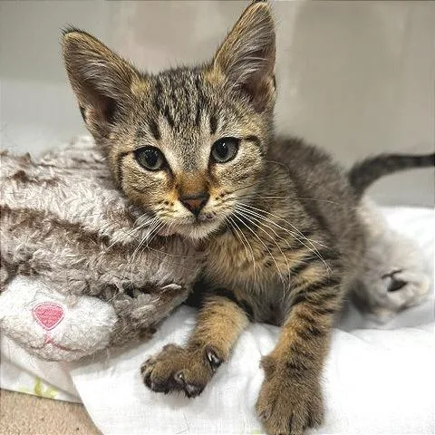 A baby small-sized male Domestic Short Hair cat named Gary for adoption in Defiance, OH