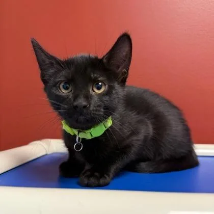 A baby small-sized male Domestic Short Hair cat named Beast Boy for adoption in Janesville, WI