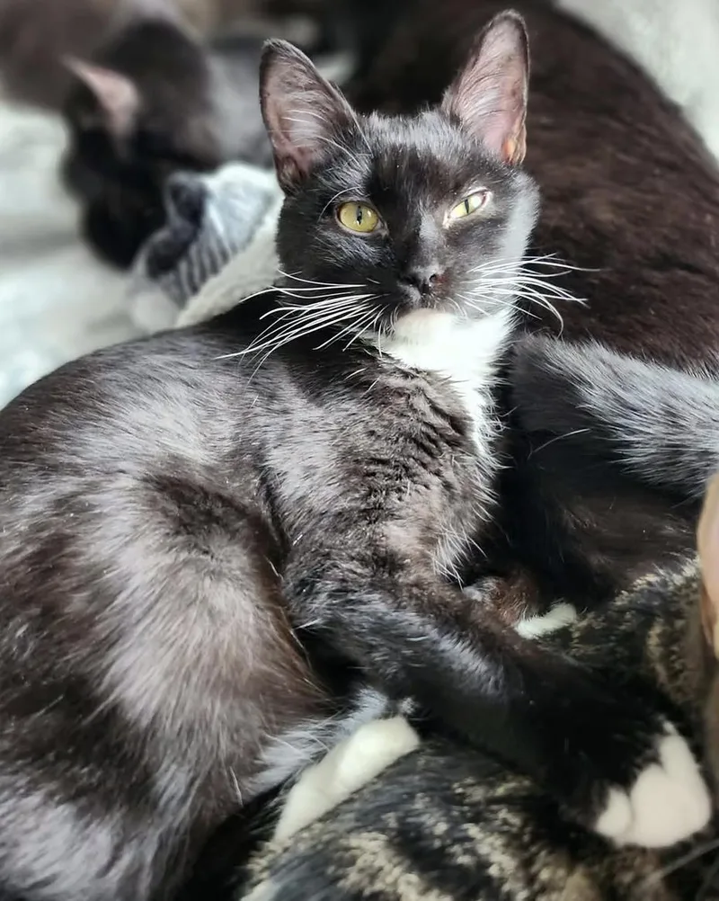 A young large-sized male Domestic Short Hair cat named Travis for adoption in Clayton, NC