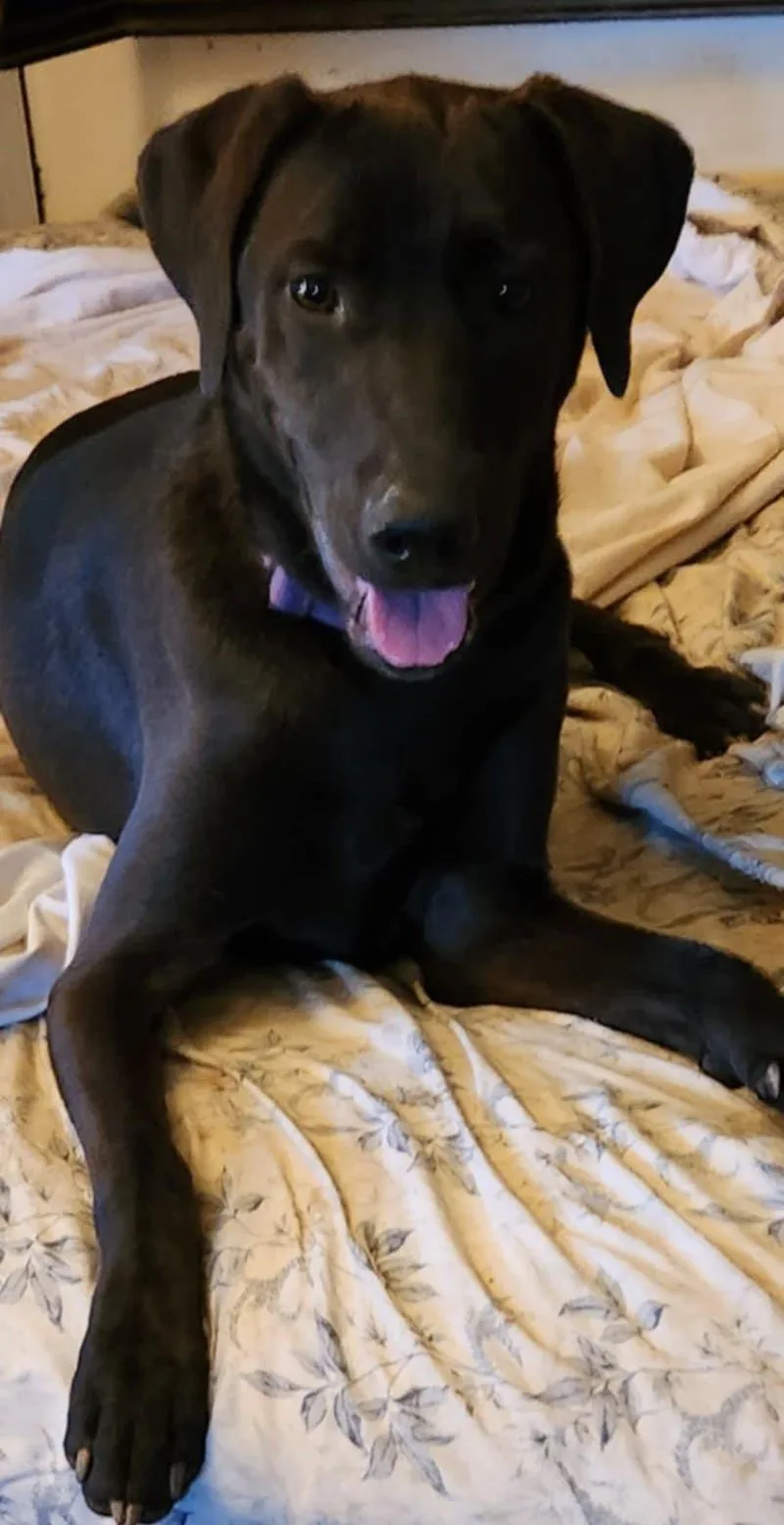 A young medium-sized male Black Labrador Retriever dog named Moses for adoption in Six Mile, SC