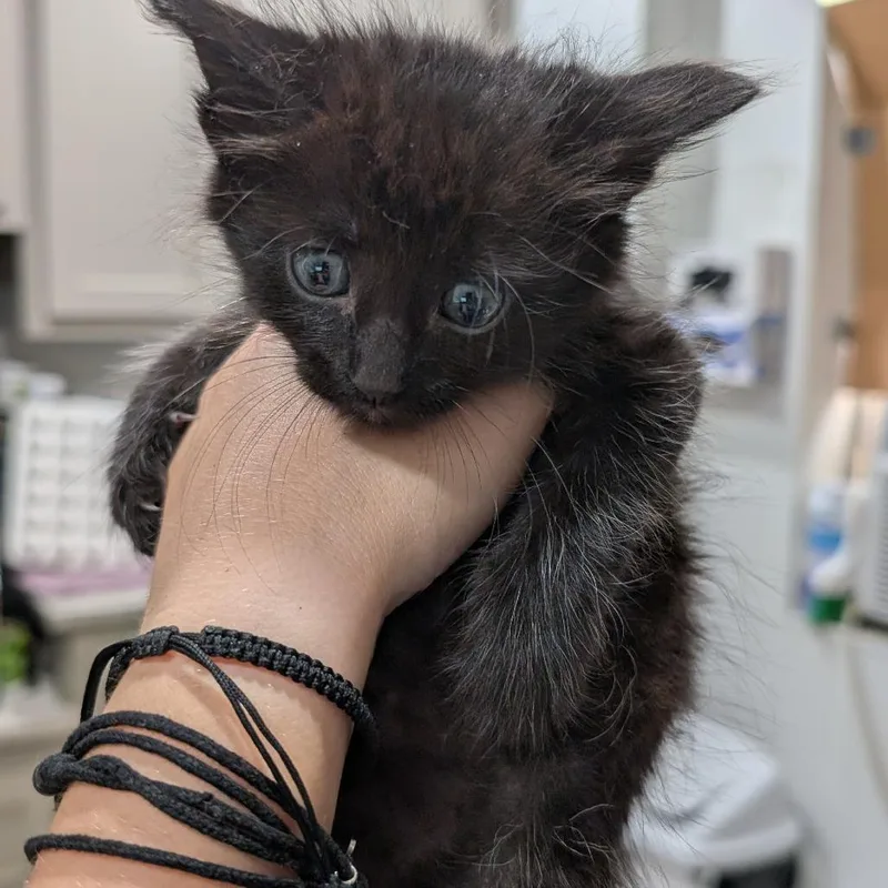 A baby small-sized male Black Domestic Short Hair cat named Asiago for adoption in Buchanan Dam, TX
