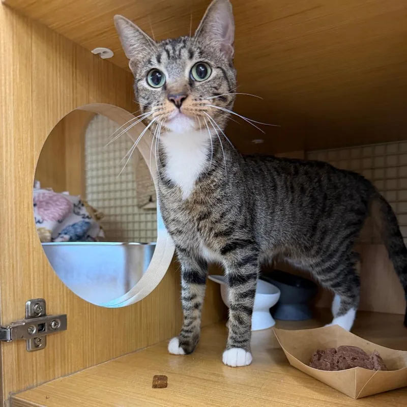 An adult medium-sized female Brown / Chocolate Domestic Short Hair cat named Mama Nutrl for adoption in Middle Village, NY