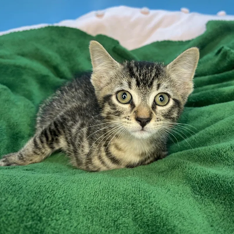A baby small-sized male Brown / Chocolate Domestic Short Hair cat named Larry for adoption in San Antonio, TX